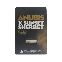Anubis x Sunset Sherbet fem (GOLD_Py)