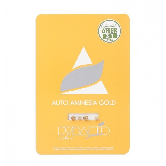 Auto Amnesia Gold autofem (Py)