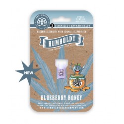 Blueberry Honey Fem (HmbSC) NEW 2026