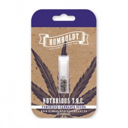 Notorious THC Fem (HmbSC)