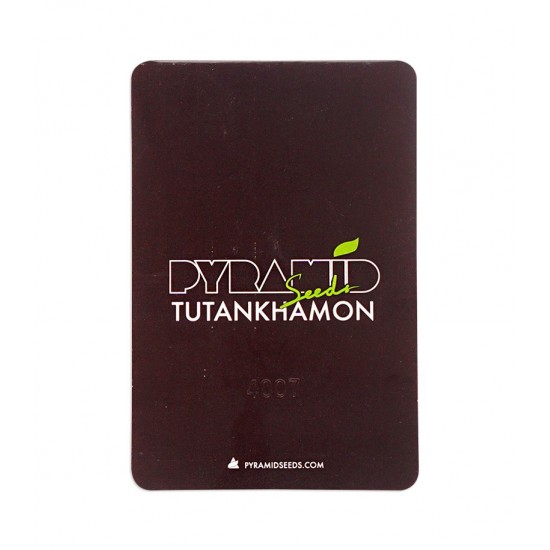 Tutankhamon fem (Py)
